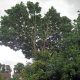 Tree Surgeon in Colchester