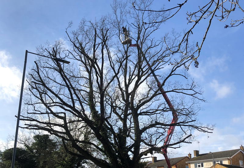 Colchester Tree Services