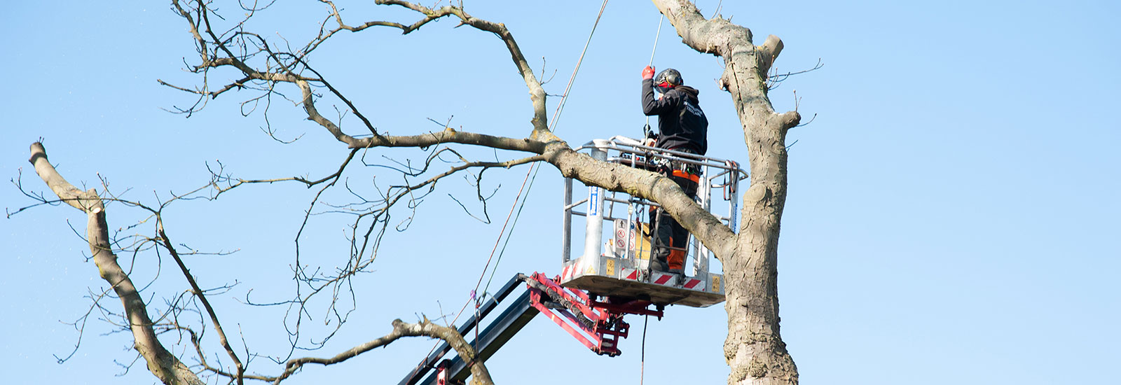 Colchester Tree Services