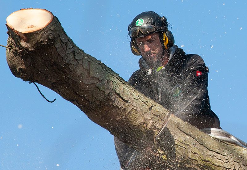 Tree Surgeon in Colchester