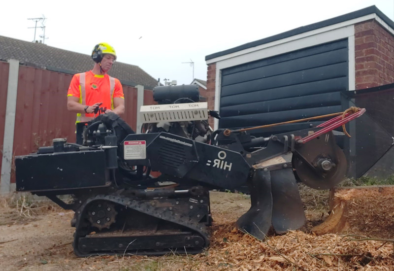 Tree Surgeon in Colchester