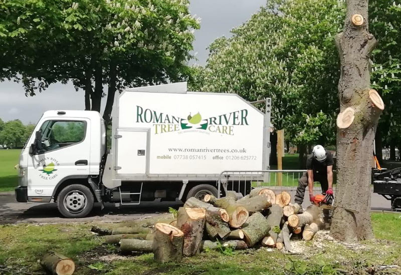 Tree Services in Essex
